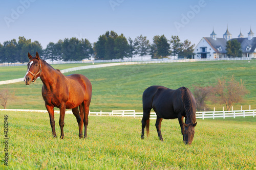 Photo: Horse Farm Horse Farm