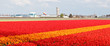 Tulip fields in Holland