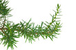green juniper branch on white