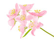 seven big pink flowers branch