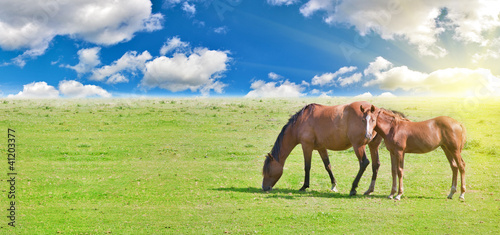 Photo: horse and foal at sunset horse and foal at sunset