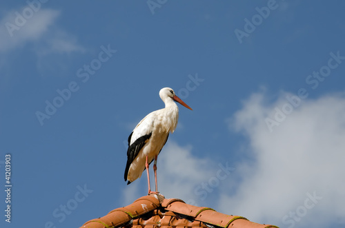 Photo: the stork on the roof the stork on the roof