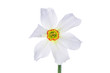 Daffodil