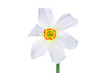 Daffodil