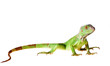 Green Iguana