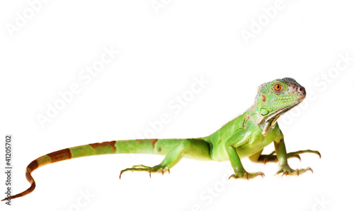 Photo: Green iguana Green iguana