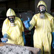 Experts analyzing infested material
