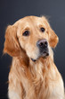 golden retriever dog on black golden retriever dog on black