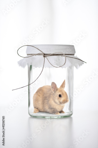 Photo: Kaninchen im Glas Kaninchen im Glas
