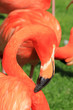 red flamingo