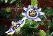 clock flowers