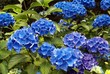 hydrangea