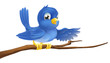 Bluebird sitting on  branch pointing