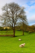 Typical landscape in Yorkshire Dales National Park