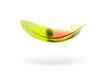 feather of parrot