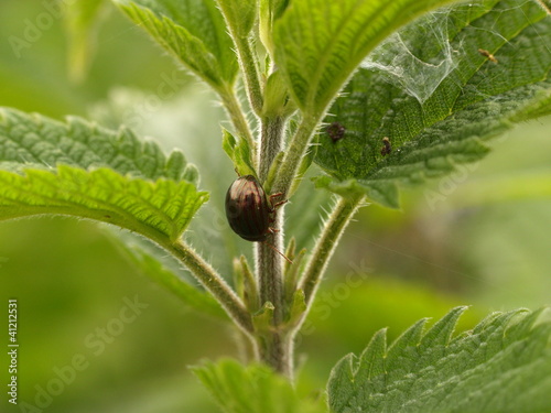 Photo: Scarabée doré sur ortie Scarabée doré sur ortie