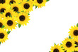 frame of the sunflower