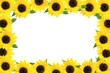 frame of the sunflower