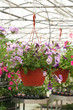 vivaio_fiori su vasi sospesi vivaio_fiori su vasi sospesi