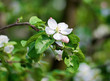 flowering crabapple