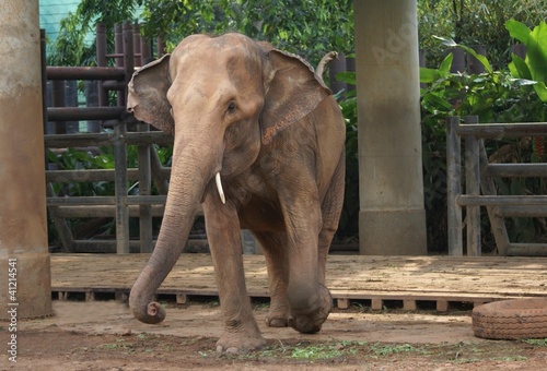 Foto: elphant elphant