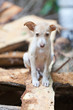 Homeless puppy-dog - Heimatloser junger Hund