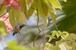 Seychellen - Kolibri - Seychelles - Hummingbird Seychellen - Kolibri - Seychelles - Hummingbird