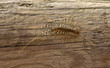 millipedes  Scutigera coleoptrata