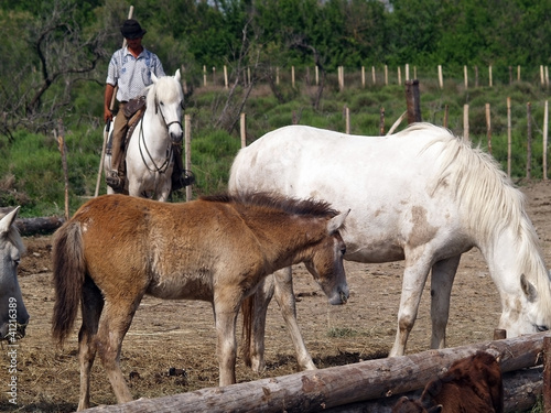 Photo: A cowboy in The Camargue national park A cowboy in The Camargue national park