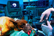 veterinario operazione cane veterinario operazione cane