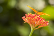 Photo: Beautiful Orange Butterfly on Colorful Flower Beautiful Orange Butterfly on Colorful Flower