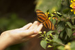 Photo: Child Hand Touching an Oak Tiger Butterfly on Flower Child Hand Touching an Oak Tiger Butterfly on Flower