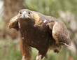 Photo: California Golden Eagle California Golden Eagle