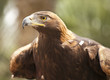 Photo: California Golden Eagle California Golden Eagle
