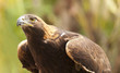 Photo: California Golden Eagle California Golden Eagle