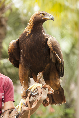 Photo: California Golden Eagle and Handler California Golden Eagle and Handler