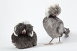 Poules Hollandaises