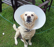 an ill dog wearing a cone