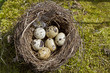 Vogelnest mit Eiern