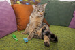 kater carlo