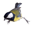 titmouse on a white background close up. spring.