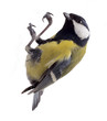 titmouse on a white background close up. spring.
