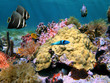 Colors of sea-life Colors of sea-life