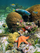 Marine life