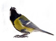 titmouse on a white background close up. spring.
