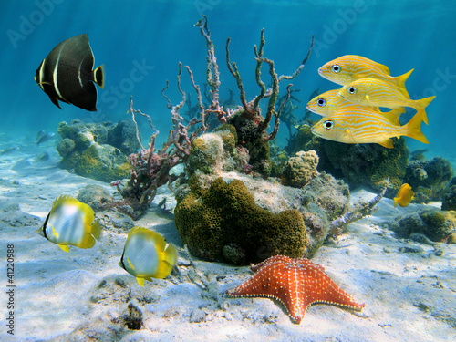 Foto: Fishes and sea star Fishes and sea star
