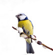 titmouse on tree branches on a white background. spring.