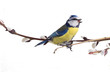 titmouse on tree branches on a white background. spring.
