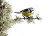 titmouse on tree branches on a white background. spring.