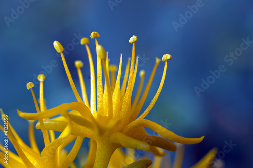 Photo: Macro view of a little yellow flower Macro view of a little yellow flower